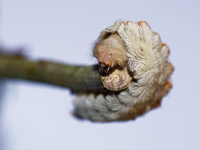 A Asp Caterpillar