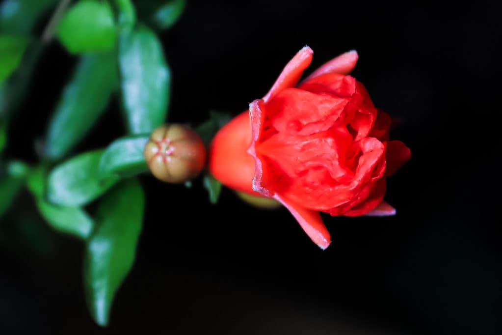 close up of dwarf pomegranate flower isolated on black