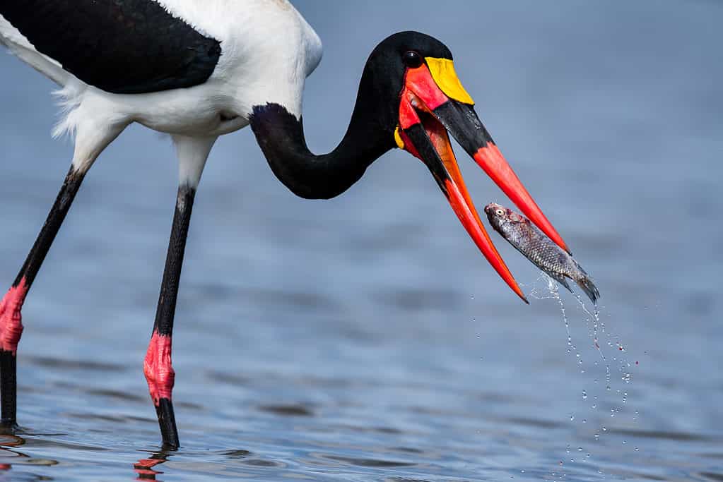 The brightly-color saddle-billed stork uses its bill to stab into the water and catch fish. An amazing Nile River animal.