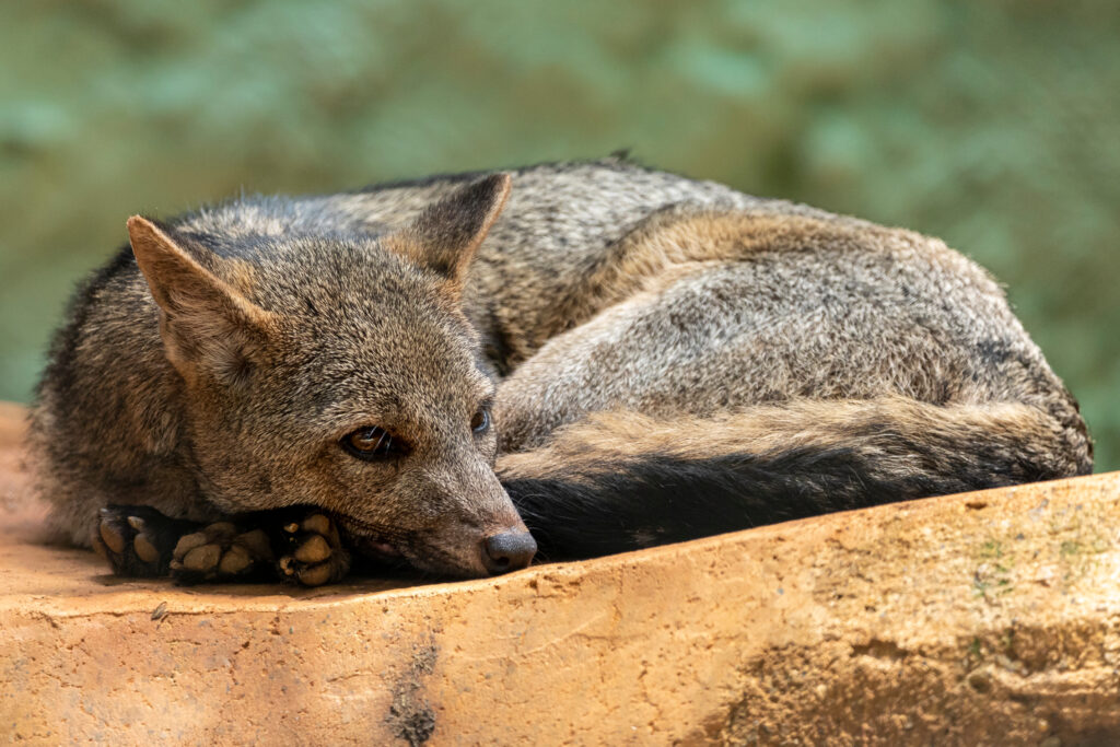 The crab-eating fox (Cerdocyon thous), also known as the forest fox, wood fox, bushdog or maikong.