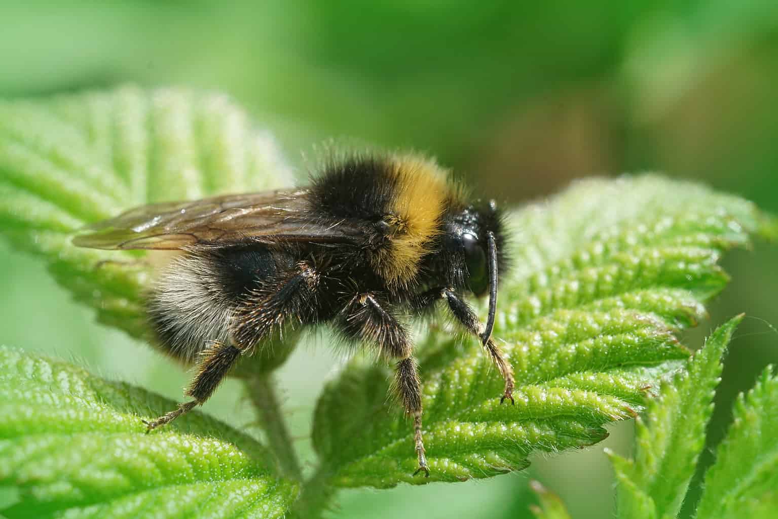 Forest Cuckoo Bumblebee