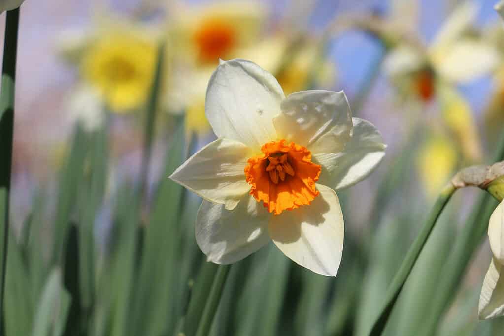 White and Orange Jonquil Daffodil