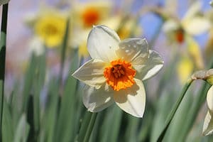 10 Types of Jonquil Daffodils Picture
