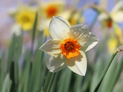 A 10 Types of Jonquil Daffodils