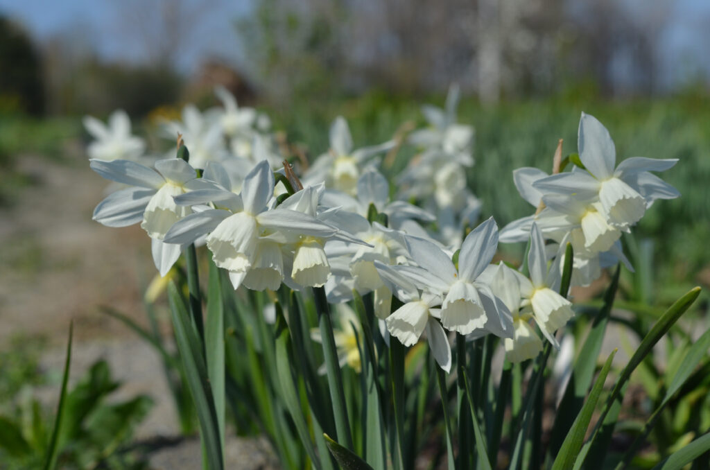 'Thalia' Triandrus Daffodils
