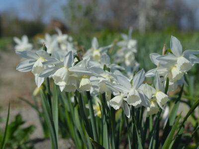 A 5 Types of Triandrus Daffodils