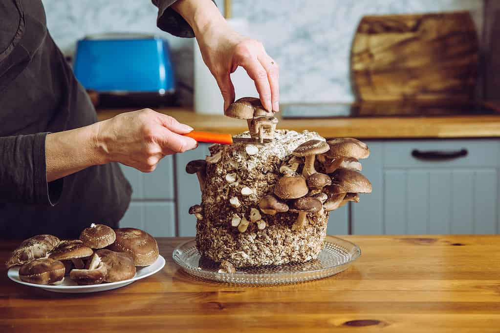 Using knife to pick cut Shiitake mushrooms, Lentinula edodes growing in home kitchen. Growing your own food, indoor garden concept.