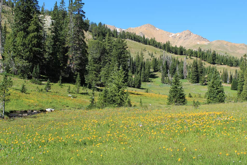 Beaverhead-Deerlodge National Forest