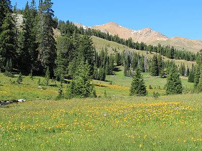 A Montana Allergy Season: Peak, Timing, and Symptoms