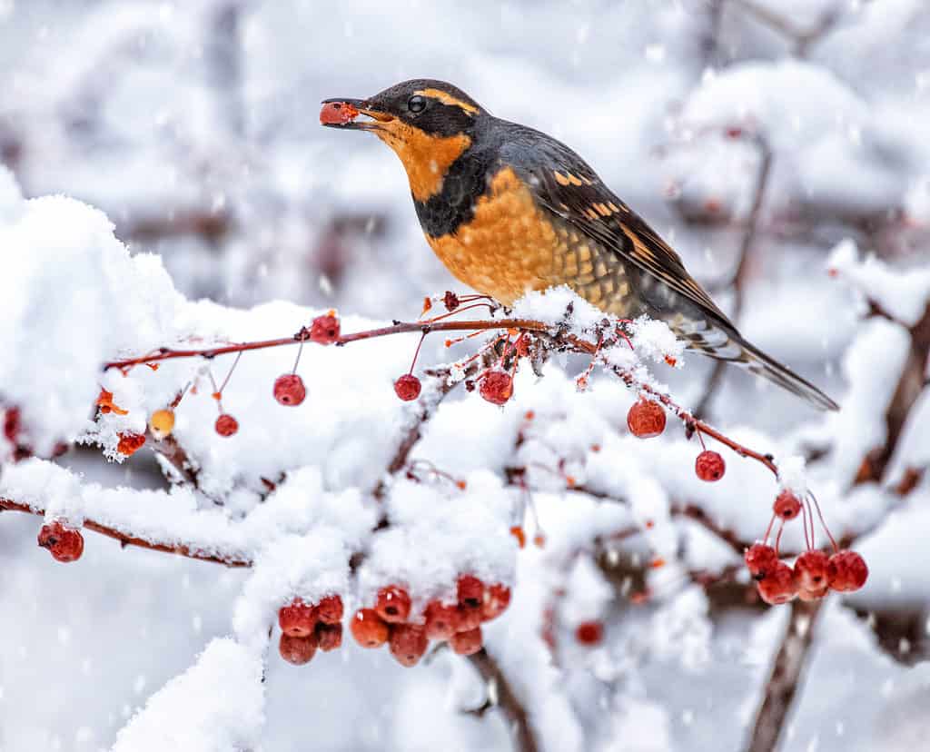 Thrush eating a berry in snow