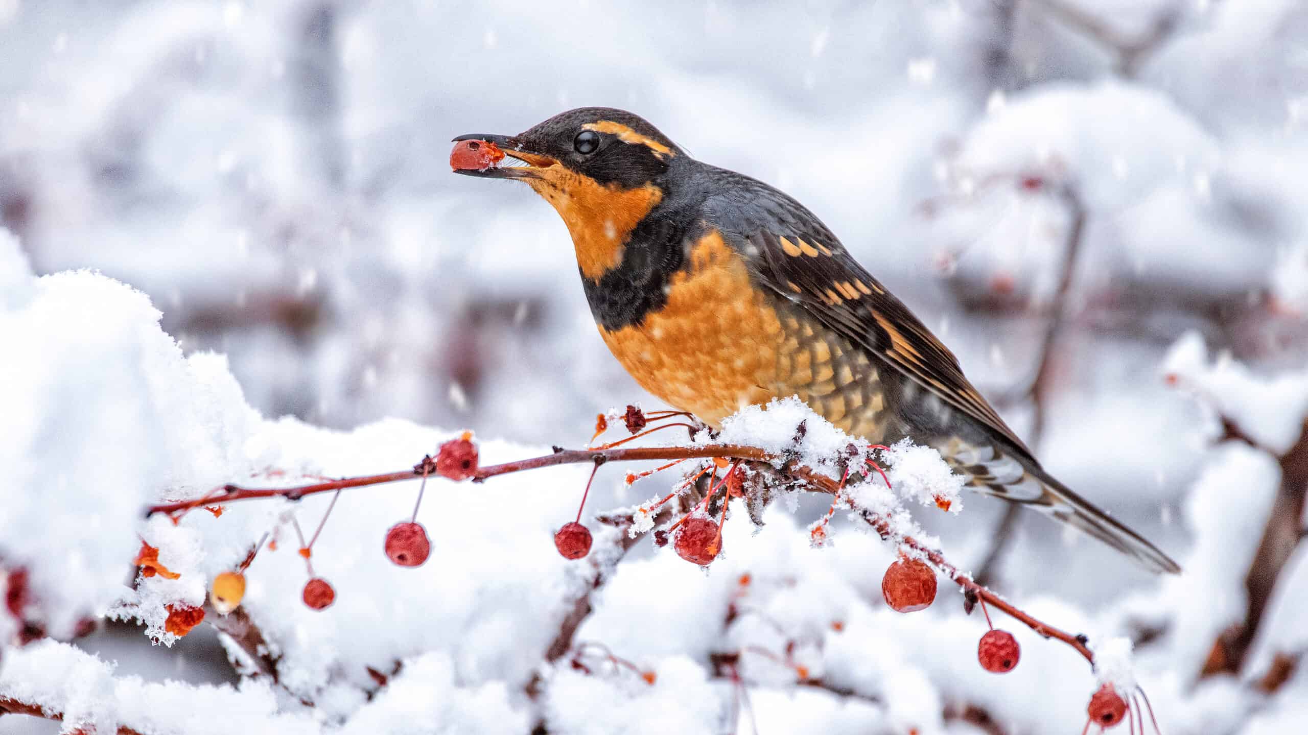 Thrush eating a berry in snow