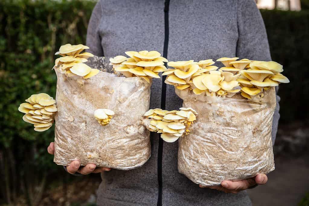 Man holding two mycelium substrate with golden oyster mushrooms, fungiculture at home, Pleurotus citrinopileatus