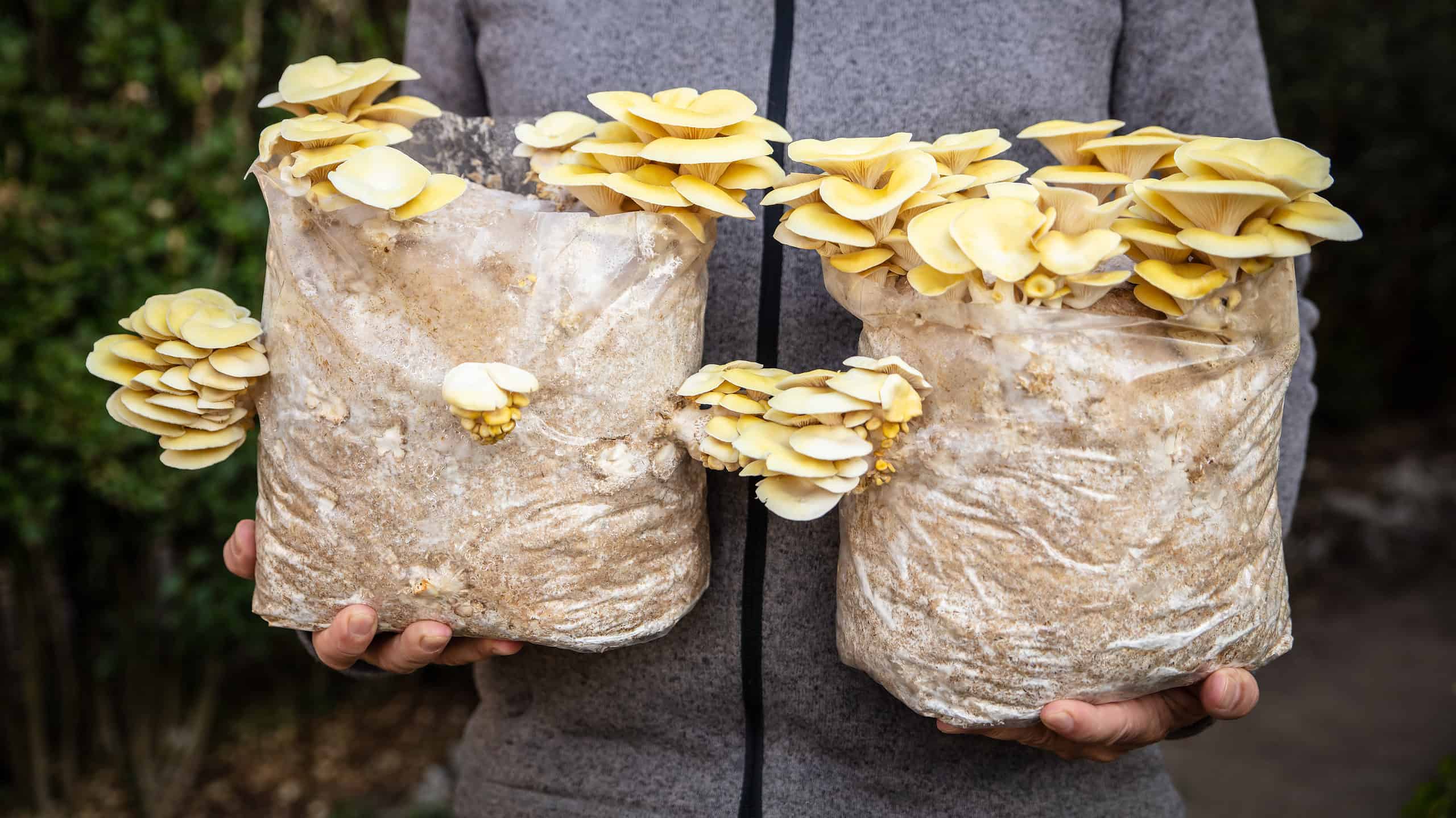 Man holding two mycelium substrate with golden oyster mushrooms, fungiculture at home, Pleurotus citrinopileatus