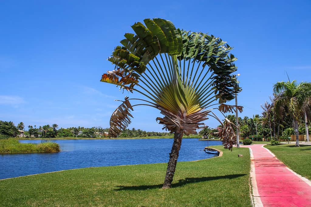 Ravenala madagascariensis, known by the common name of the traveler tree, is a tall stem herbaceous plant, endemic to Madagascar, belonging to the family Strelitziaceae