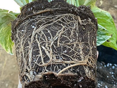 A Pothos Roots: A Complete Guide