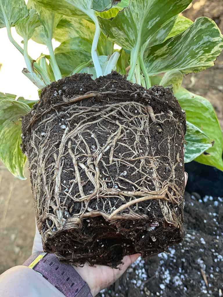 A 'Marble Queen' pothos plant with roots exposed