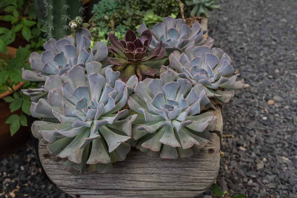 Echeveria 'Cubic Frost' purple succulent