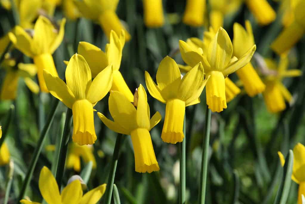 'Rapture' Miniature Cyclamineus Daffodils