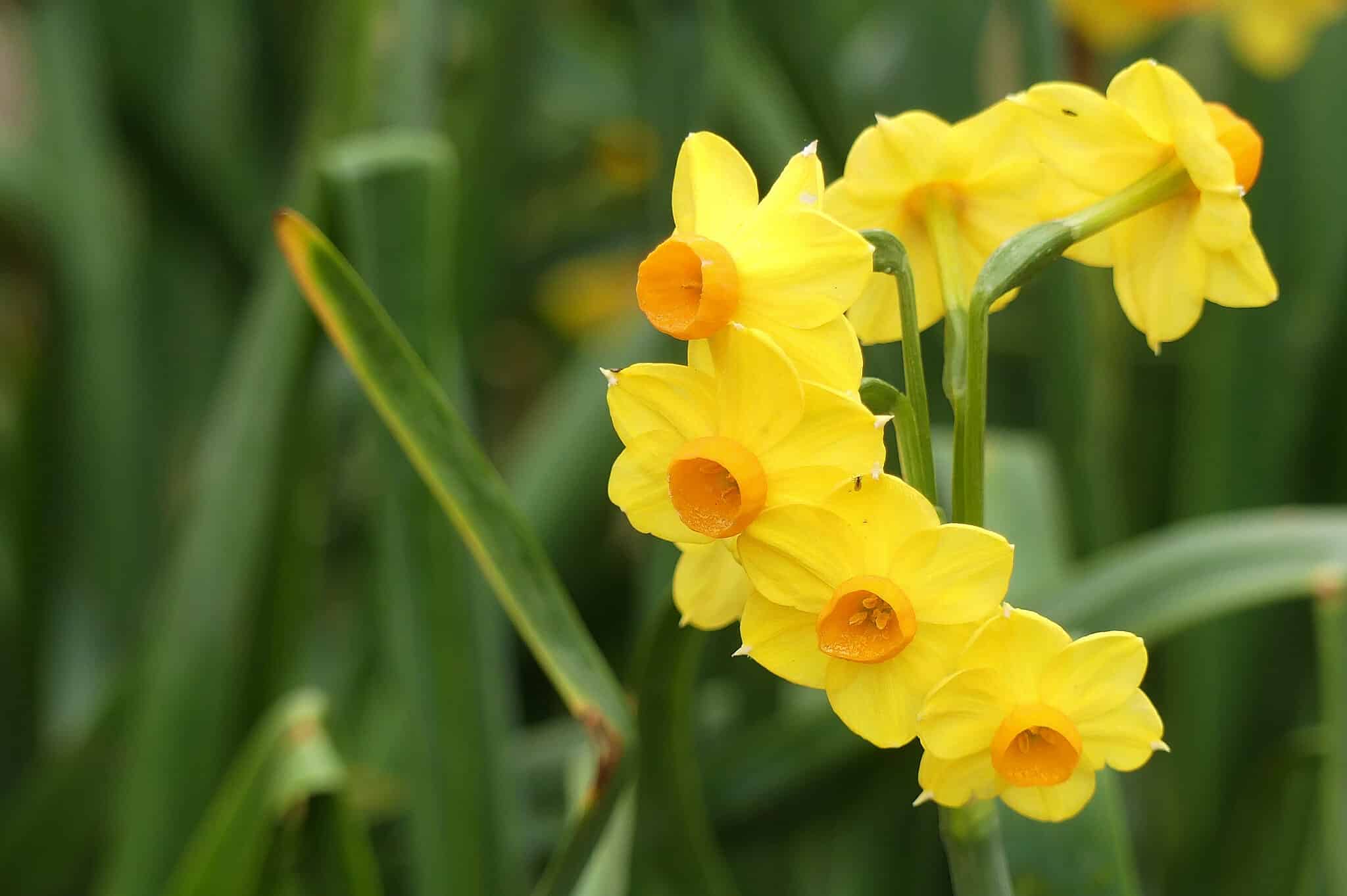 12 Types Of Miniature Daffodils - A-Z Animals