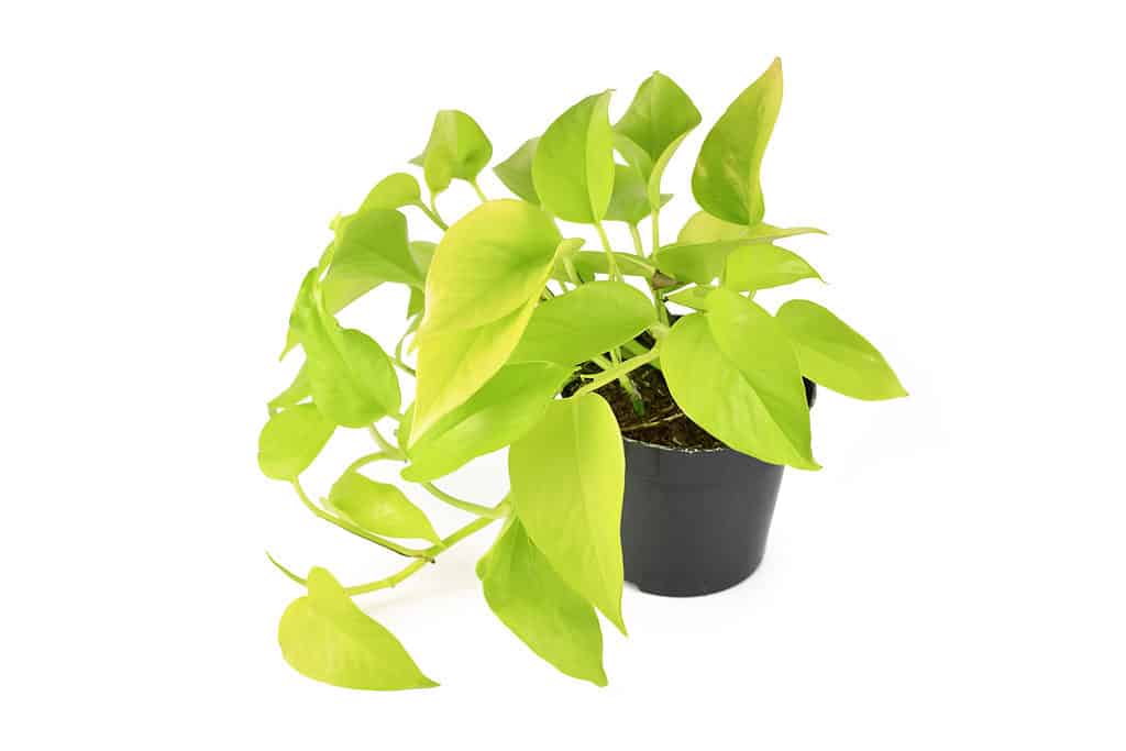 neon pothos