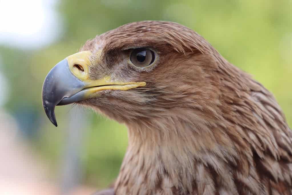 Eastern imperial eagle (Aquila heliaca)