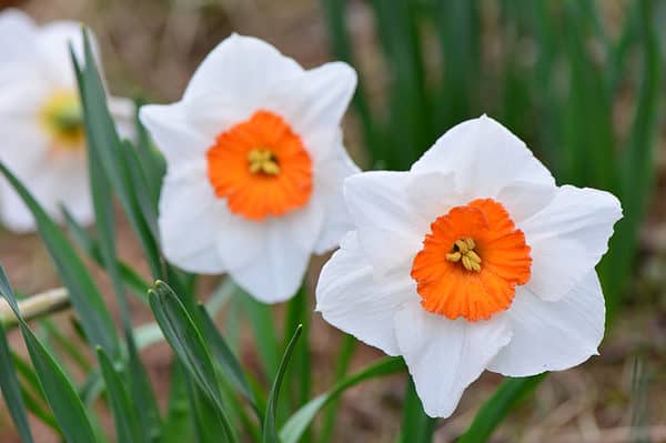 14 Types of Large-Cupped Daffodils - A-Z Animals