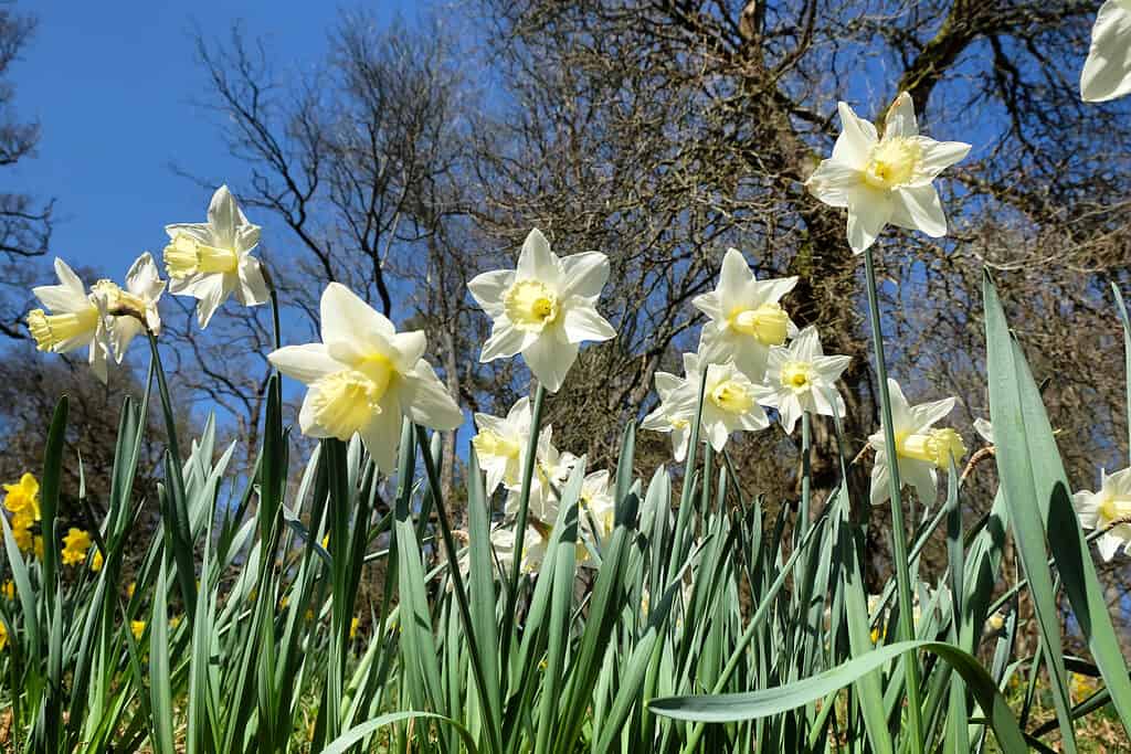 'Mount Hood' Daffodils