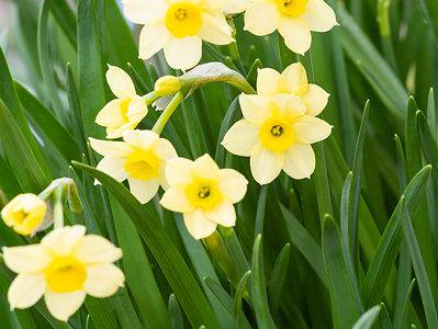 A 12 Types of Tazetta Daffodils