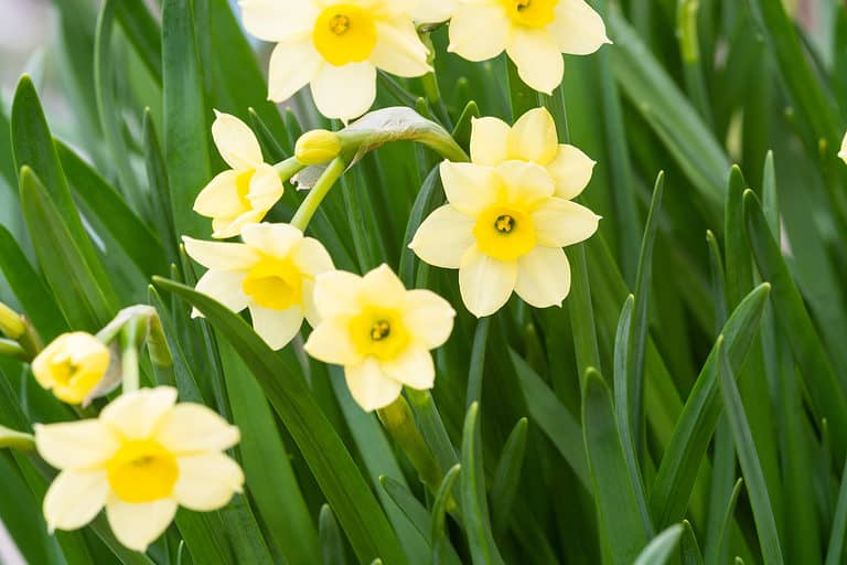 'Minnow' Daffodils (Tazetta)