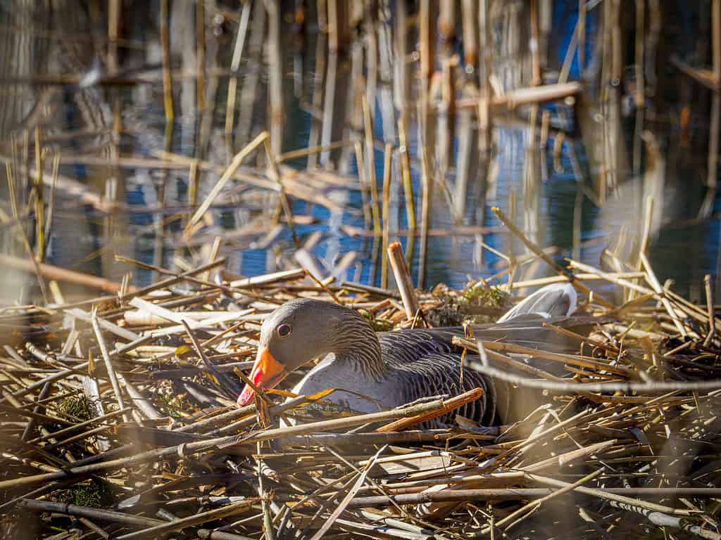 A greylag goose in a nest near the water's edge