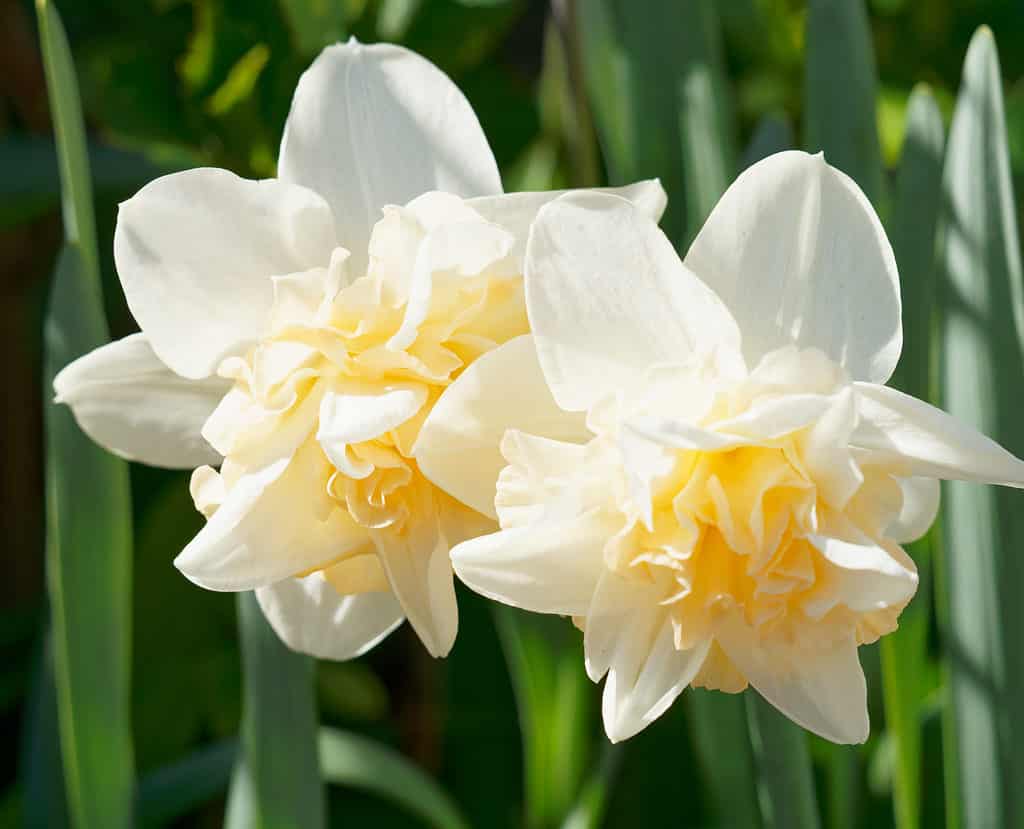 Creamy White Double Daffodils