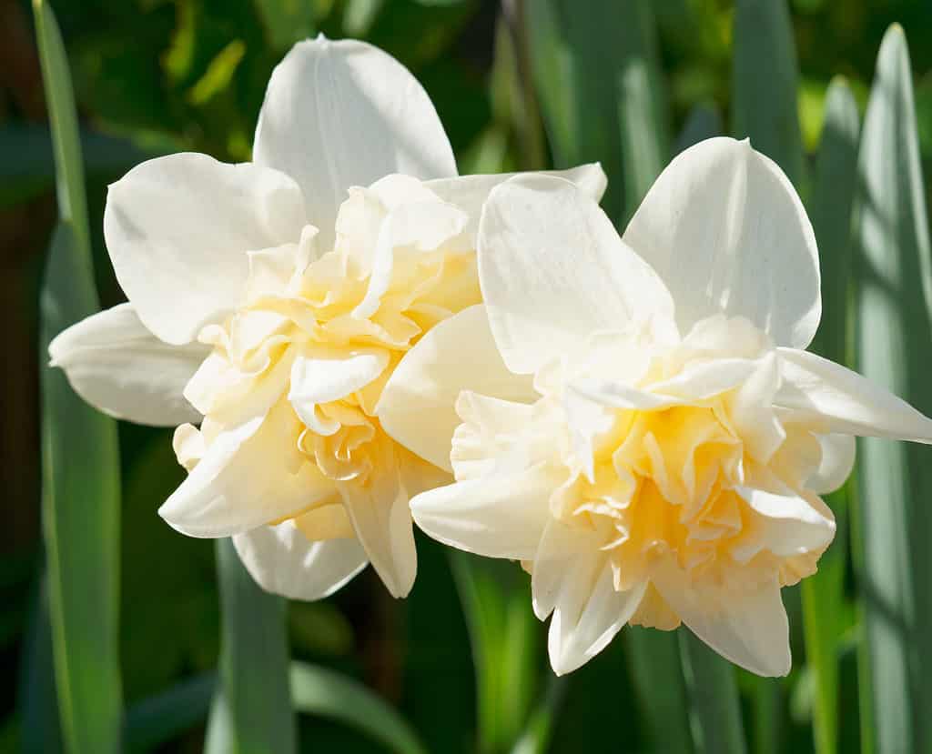 White Lion - Daffodil Bulbs (Double), Flower Bulbs