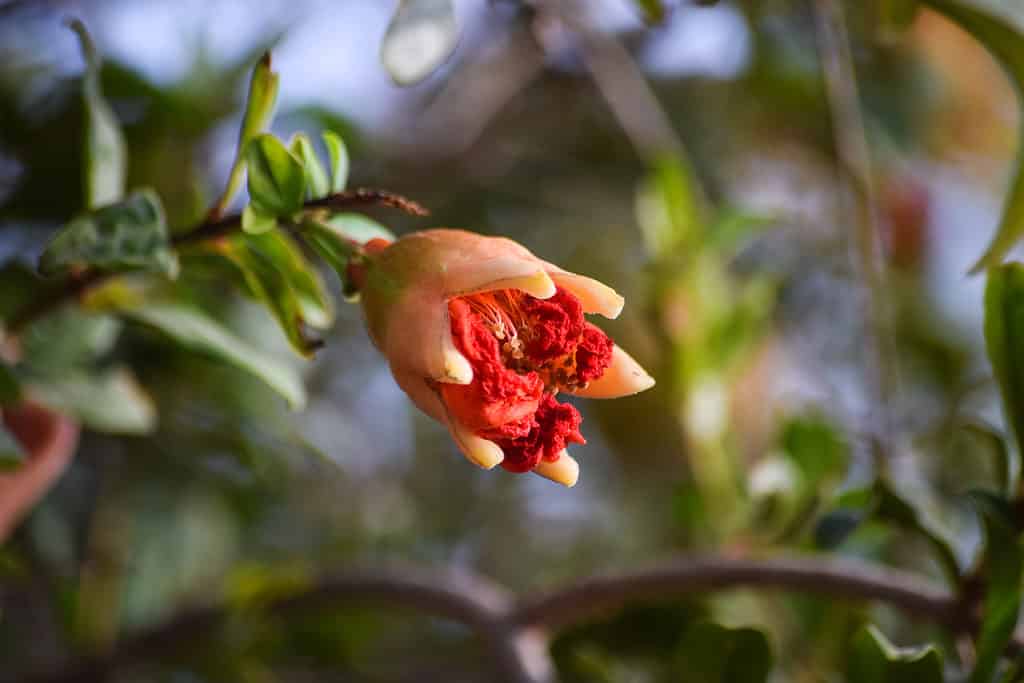 Closeup of dwarf pomegranate flower