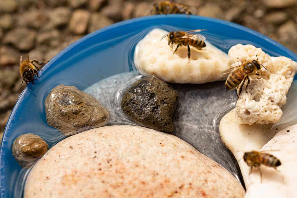 Bee bath with stones and expanded clay