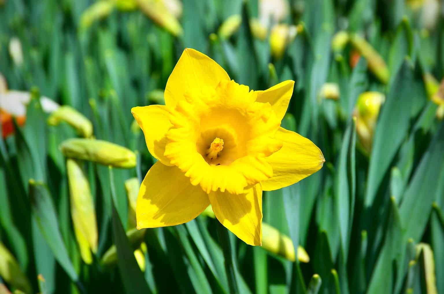 14 Types of Large-Cupped Daffodils - A-Z Animals