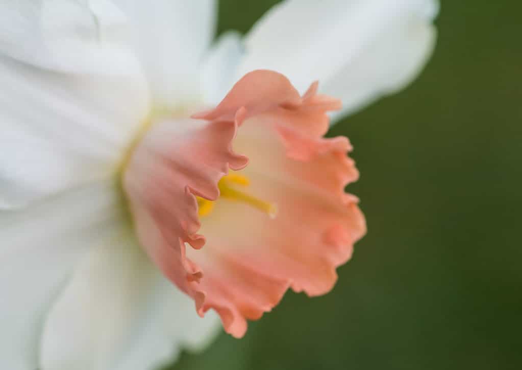'Salome' Large-Cupped Daffodil