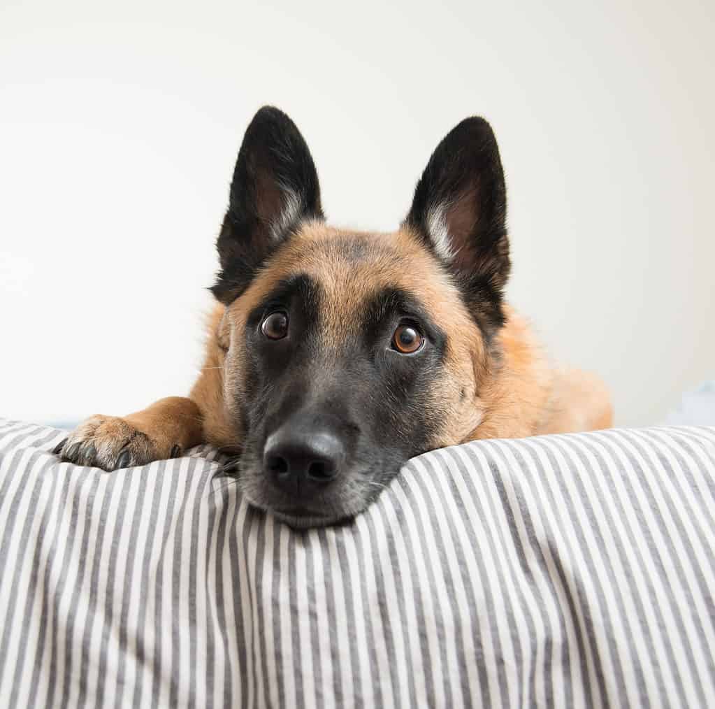 German Malinois on a bed