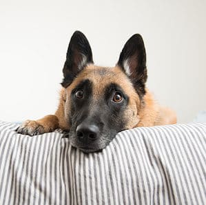 The Top 5 Reasons Belgian Malinois Are the Perfect Guard Dog Picture