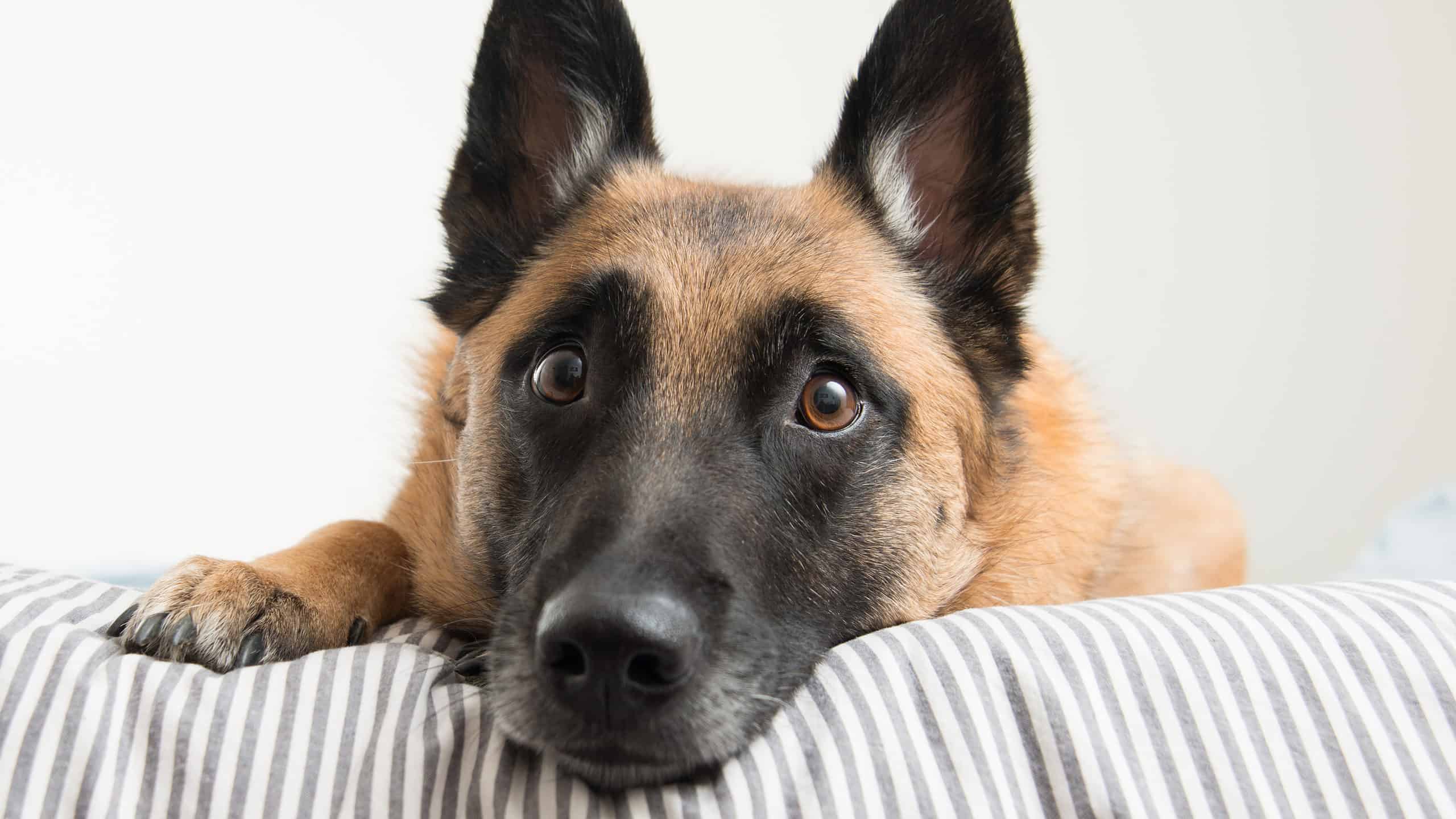 5 Things You Must Never Do to Your Belgian Malinois 