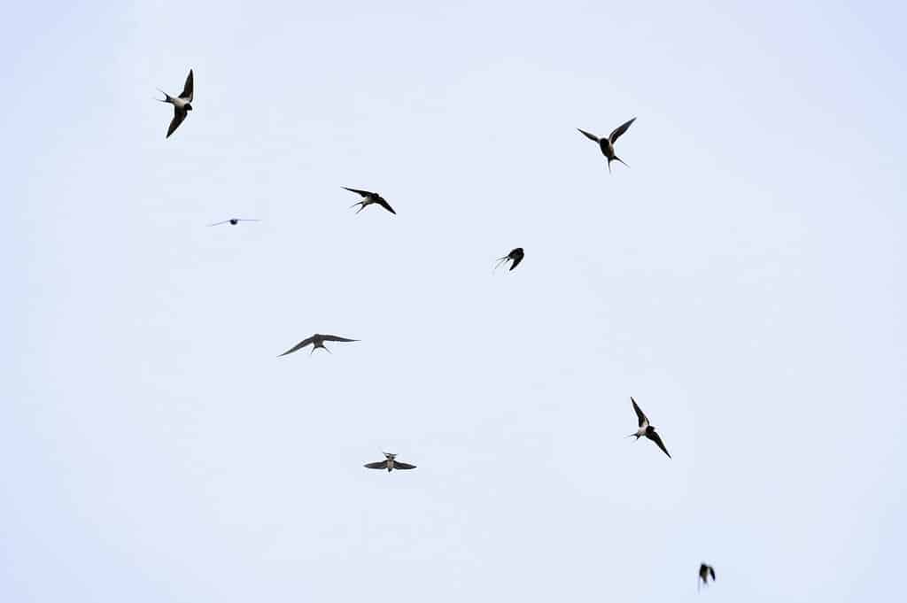 swallows 