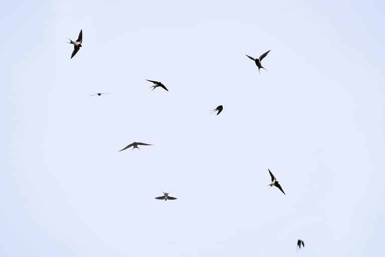 swallows