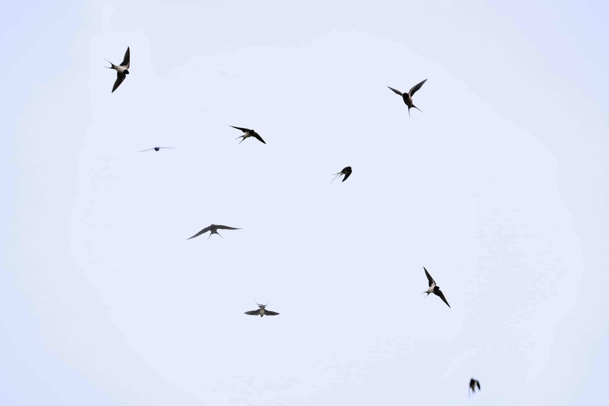 11 Best Types Of Swallow Birds - AZ Animals