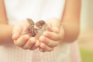 A Bird In The Hand: Meaning & Origin Revealed Picture