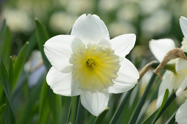 10 Types Of White Daffodils - A-Z Animals