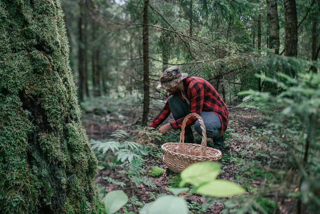 Mushroom hunting in the forest