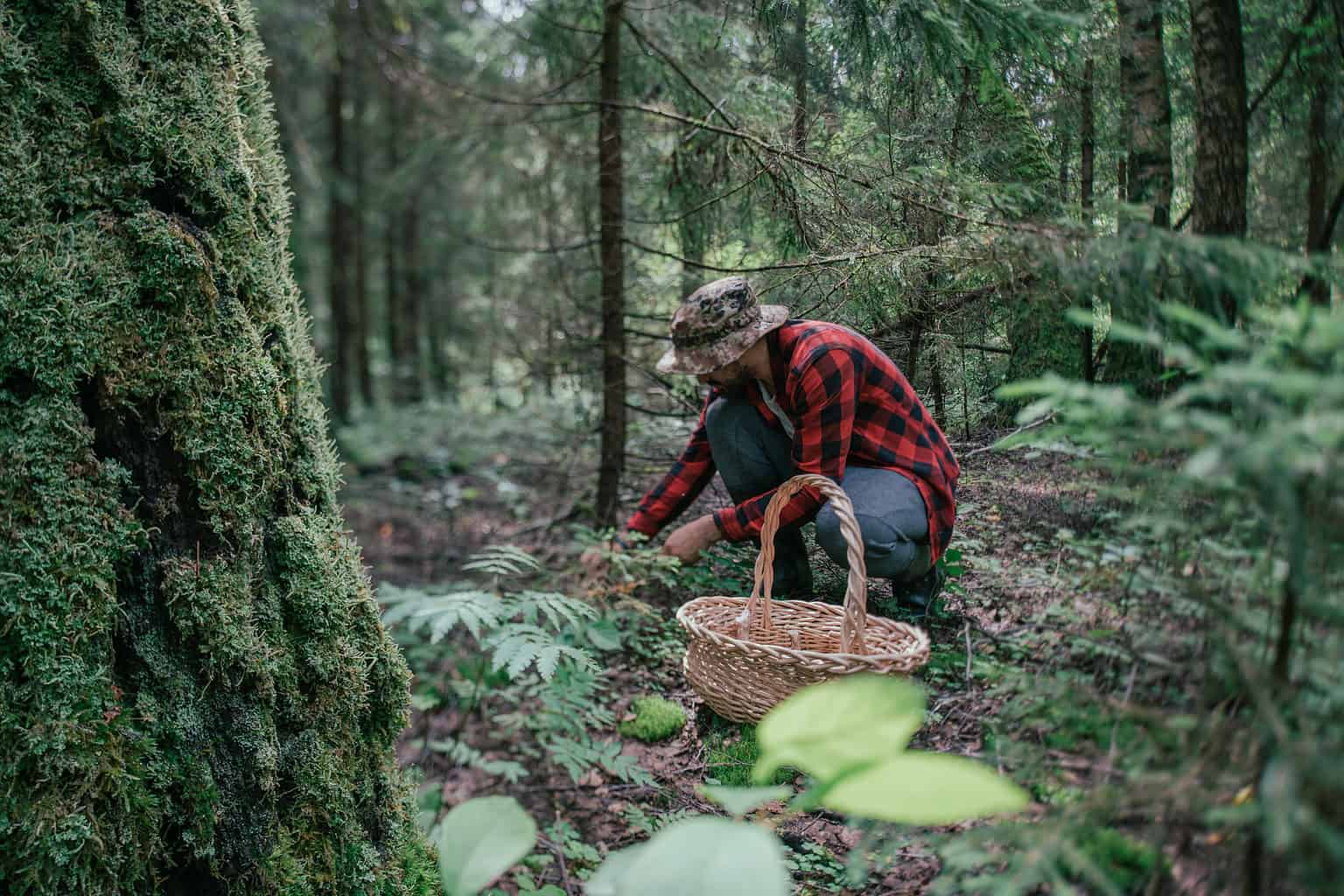 Mushroom Hunting in Kentucky A Complete Guide AZ Animals