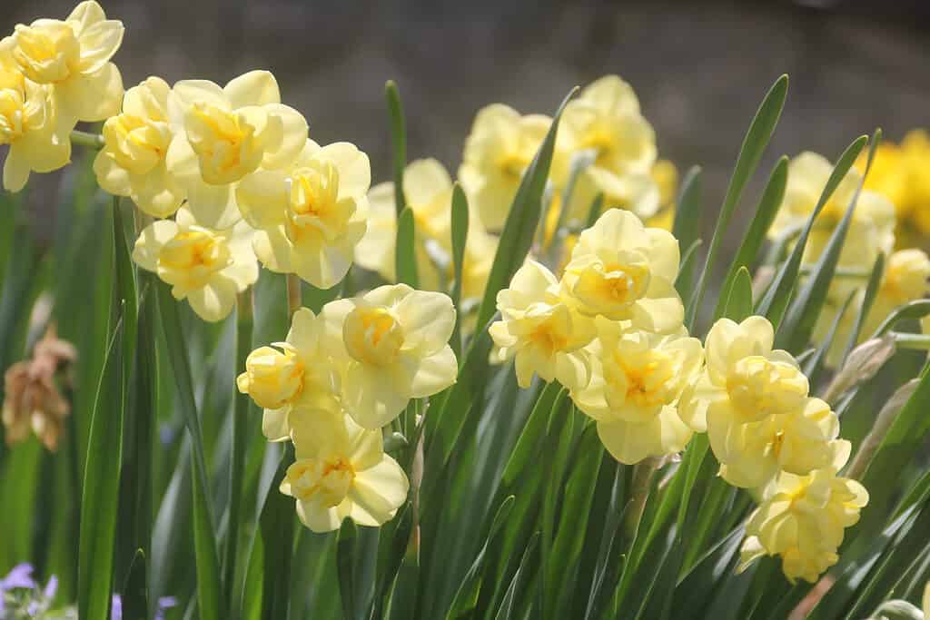 'Yellow Cheerfulness' Daffodils