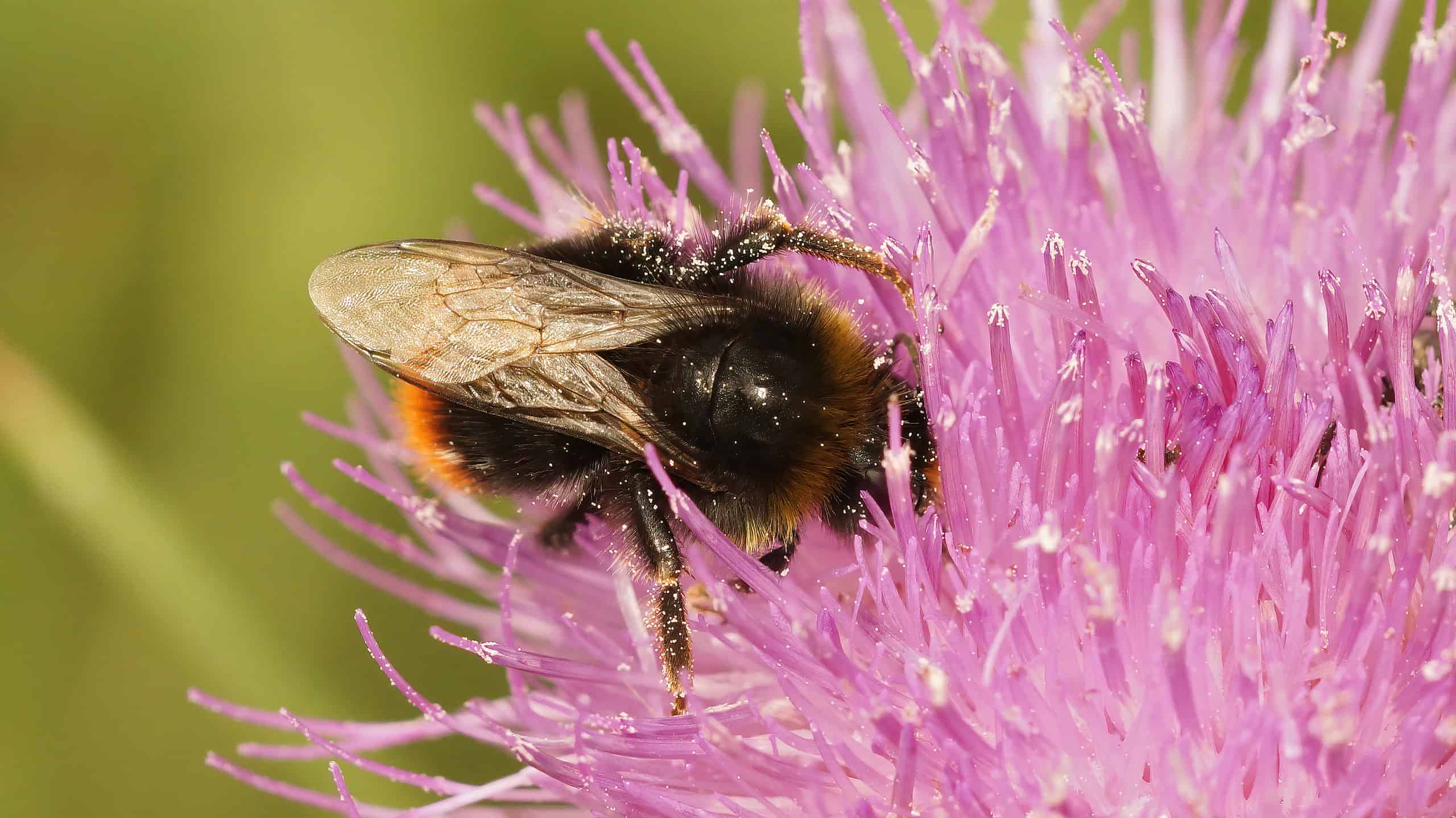 A closeup of a Bombus campestris cuckoo bumblebee with its nose shoved into the center of a big pink flower that takes up most of the right and bottom frame. The bee is almost horizontal, with its face pointing to the right. It is mostly black with a yellow tail.