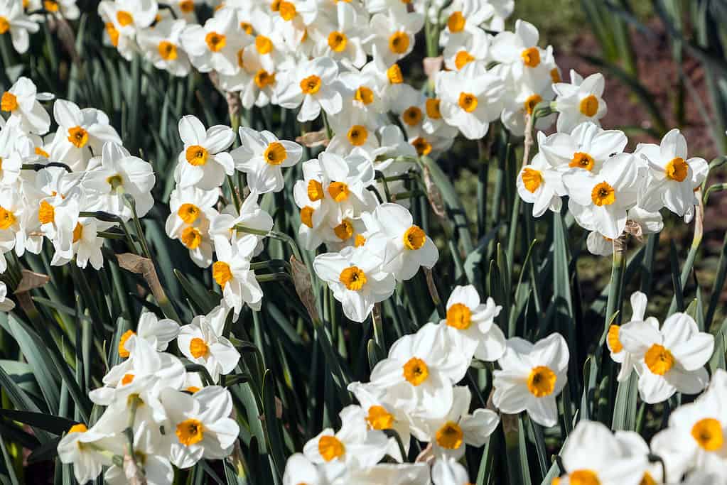 'Geranium' Tazetta Daffodils