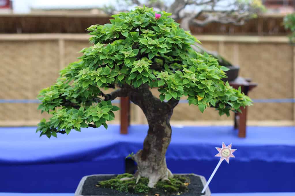 Non-blooming bougainvillea bonsai